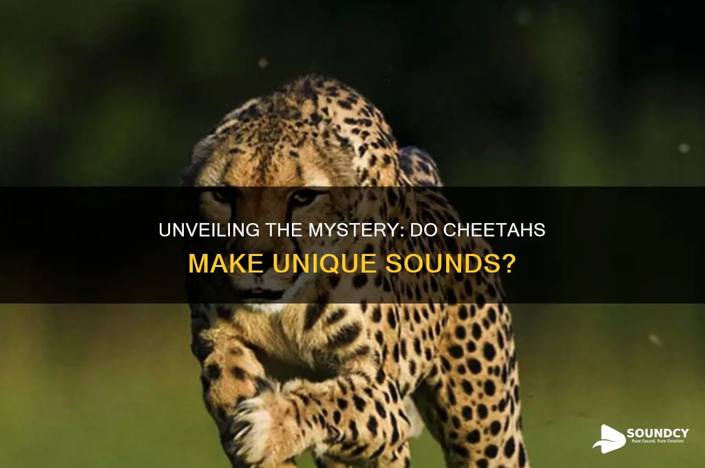 do cheetahs make a sound