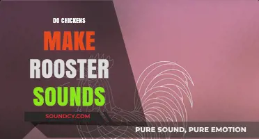 Do Chickens Make Rooster Sounds? Unraveling the Clucks and Crowing