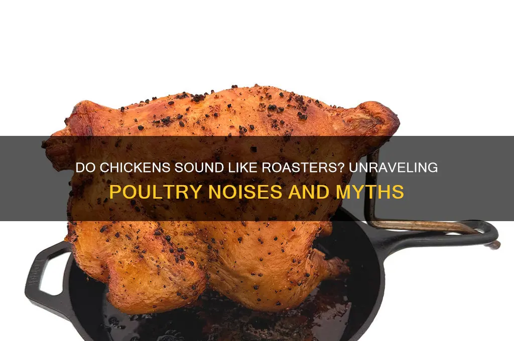 do chickens sound like roasters