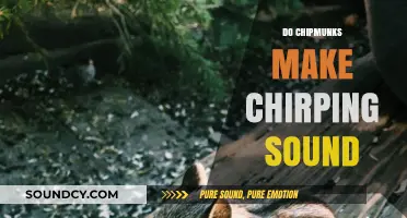 Do Chipmunks Chirp? Uncovering the Truth Behind Their Sounds
