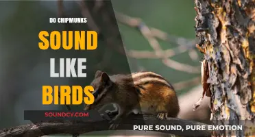 Do Chipmunks Sound Like Birds? Unraveling the Mystery of Their Chirps