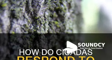 do cicadas respond to any sounds