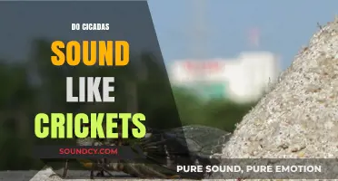 Cicadas vs. Crickets: Unraveling the Distinct Sounds of Summer Nights