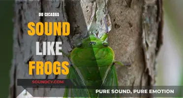 Cicadas vs. Frogs: Unraveling the Mystery of Their Similar Sounds
