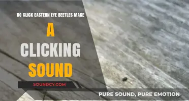 Do Eastern Eye Click Beetles Actually Produce a Clicking Sound?