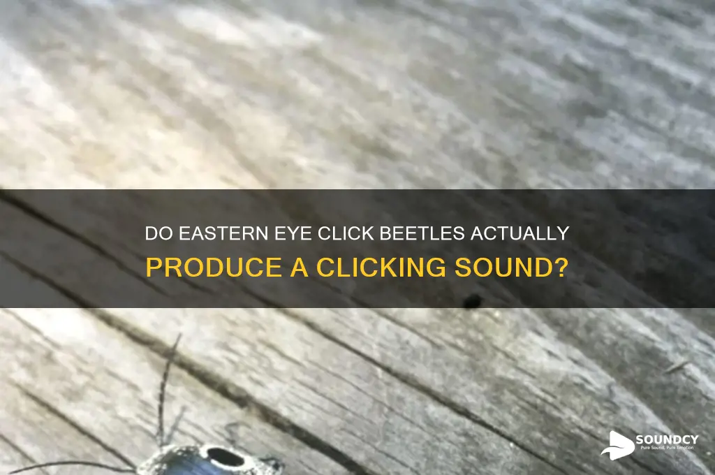 do click eastern eye beetles make a clicking sound