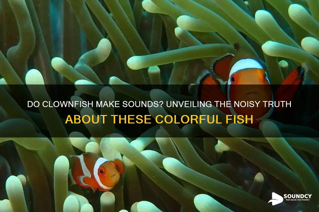do clown fish make sounds