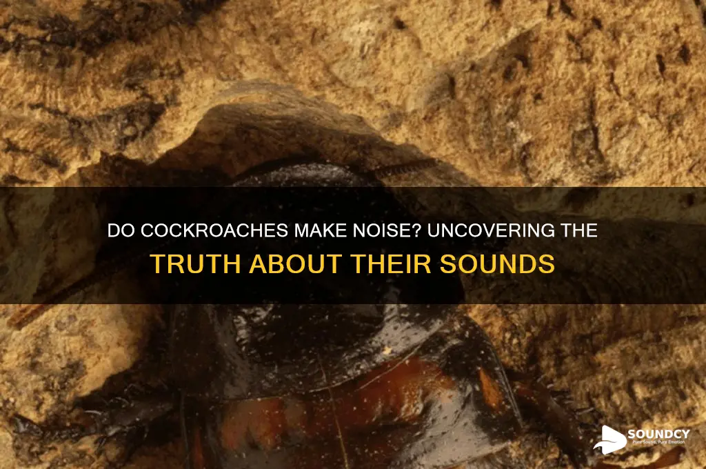 do cockaroaches make a sound