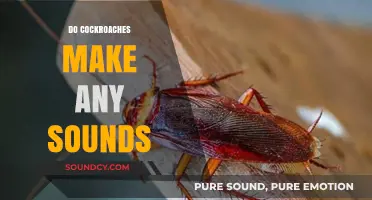 Do Cockroaches Make Sounds? Uncovering the Truth About Their Noises