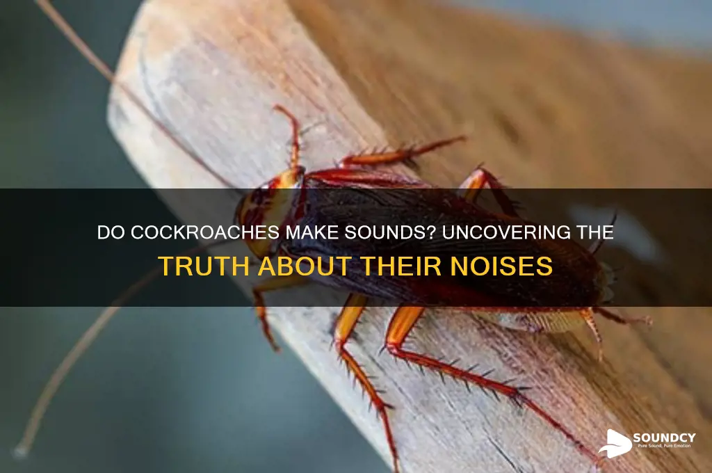 do cockroaches make any sounds