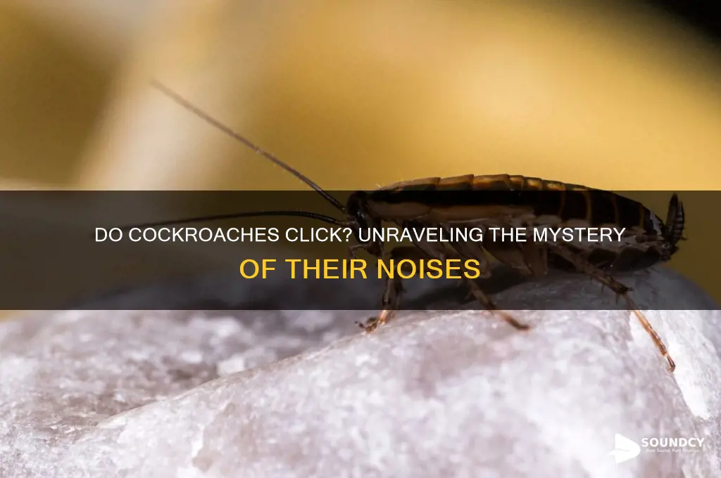 do cockroaches make clicking sounds