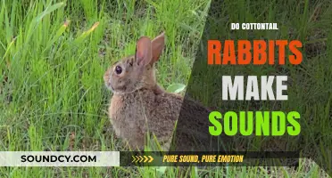 Do Cottontail Rabbits Make Sounds? Exploring Their Vocalizations and Behaviors