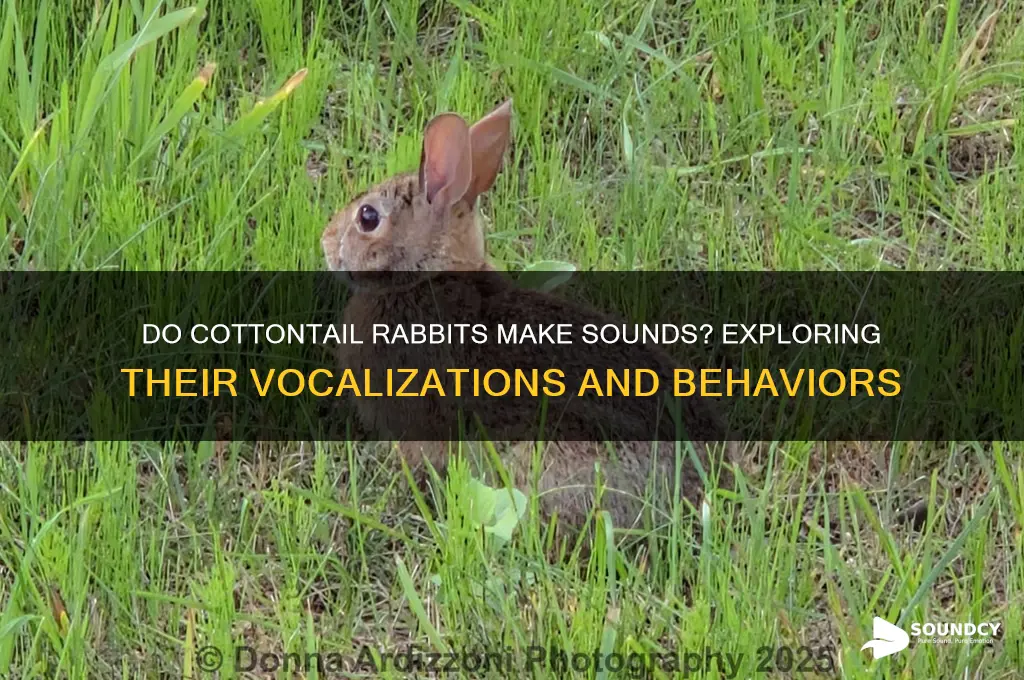 do cottontail rabbits make sounds