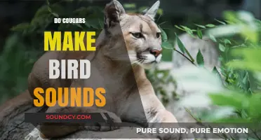 Unusual Cougar Calls: Do These Big Cats Mimic Bird Sounds?