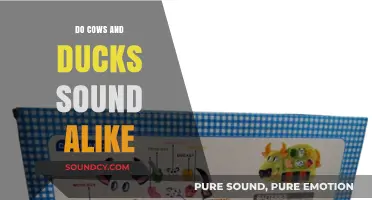 Cows and Ducks: Unique or Similar Calls?