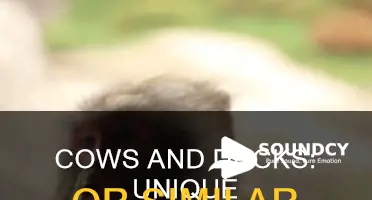 do cows and ducks sound alike
