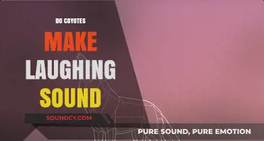 Unraveling the Mystery: Do Coyotes Really Make a Laughing Sound?