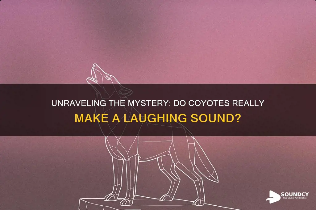 do coyotes make laughing sound