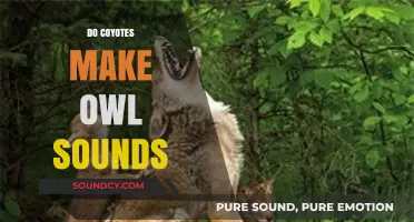 Unraveling the Mystery: Do Coyotes Mimic Owl Sounds in the Wild?