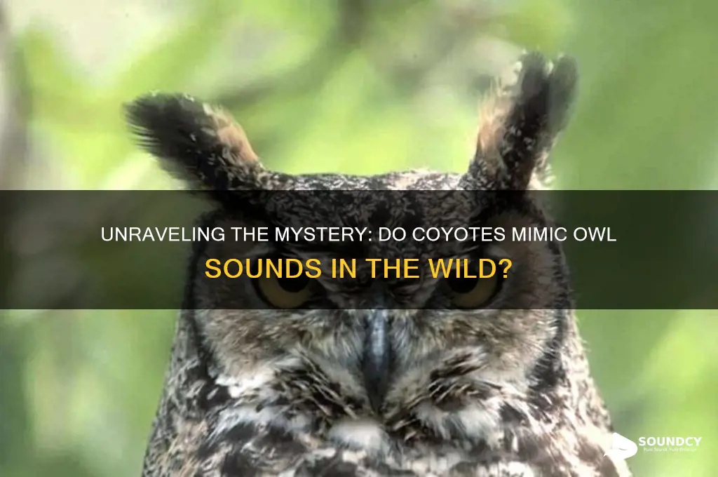 do coyotes make owl sounds