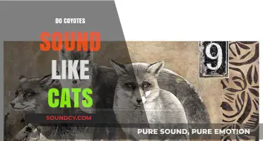 Do Coyotes Sound Like Cats? Unraveling the Mystery of Their Calls
