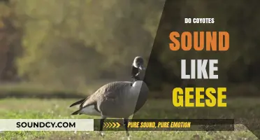Coyote Calls vs. Goose Honks: Unraveling the Surprising Acoustic Similarities