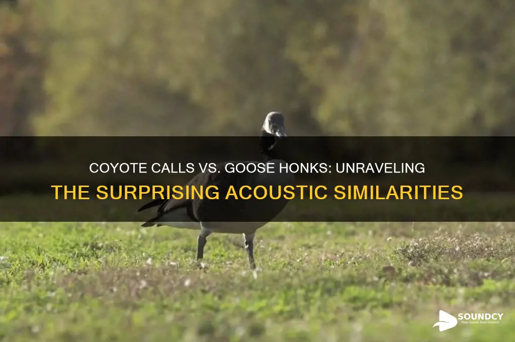 do coyotes sound like geese