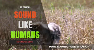 Uncanny Howls: Do Coyotes Mimic Human Voices in the Wild?