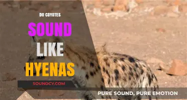 Coyote vs. Hyena: Unraveling the Mystery of Their Distinct Calls