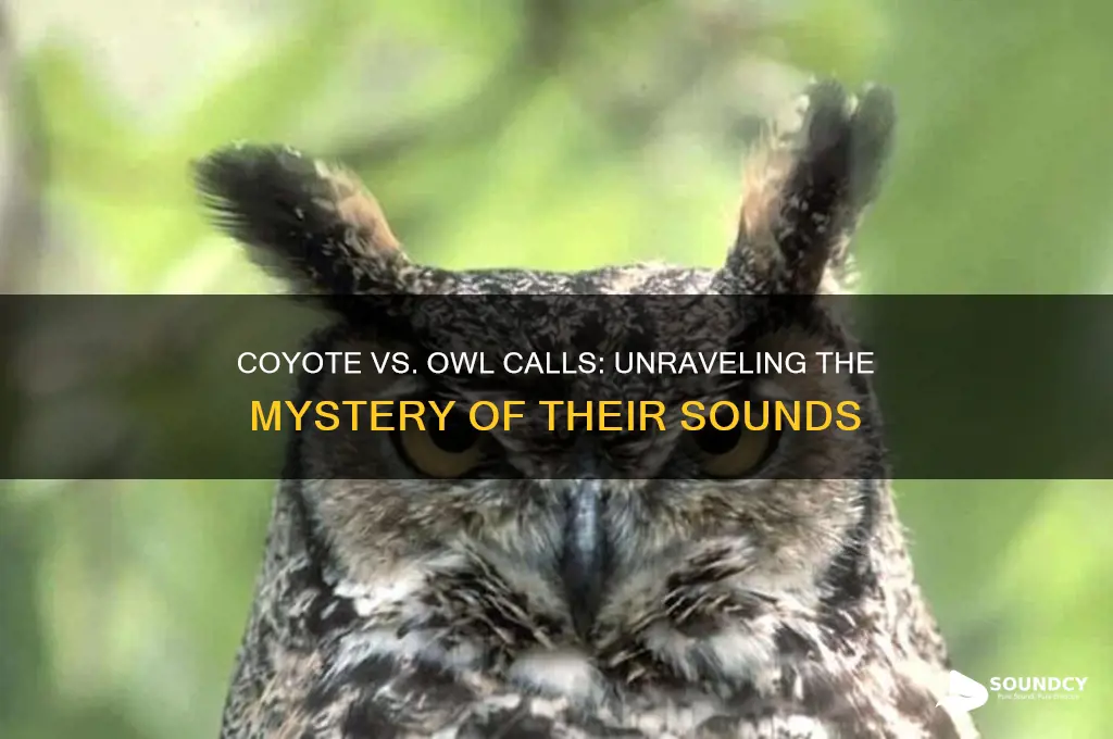 do coyotes sound like owls