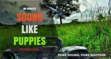 Coyote Calls vs. Puppy Whines: Unraveling the Canine Sound Mystery