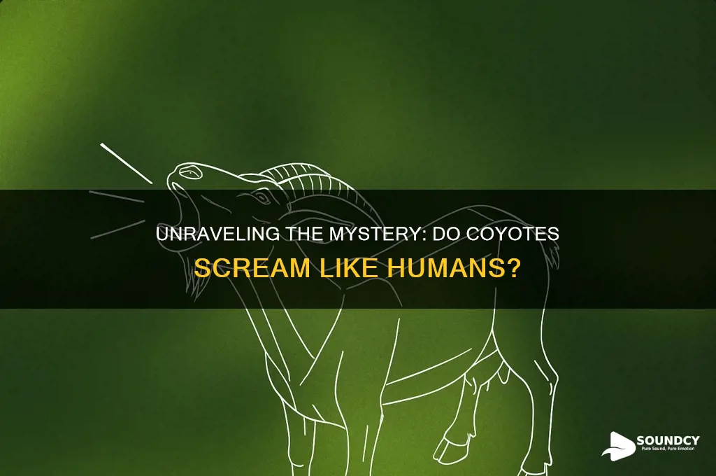 do coyotes sound like scream