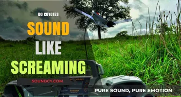 Do Coyotes Scream? Unraveling the Eerie Sounds of the Wild