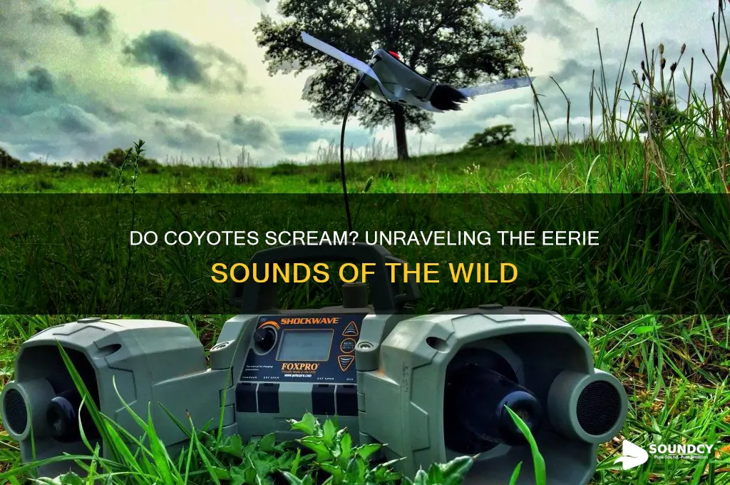 do coyotes sound like screaming