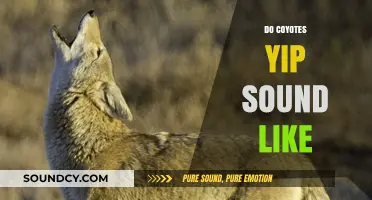 Unraveling the Mystery: What Does a Coyote's Yip Sound Like?