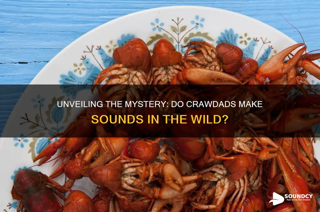 do crawdads make a sound