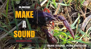 Do Crayfish Make Noise? Uncovering Their Silent Communication Methods