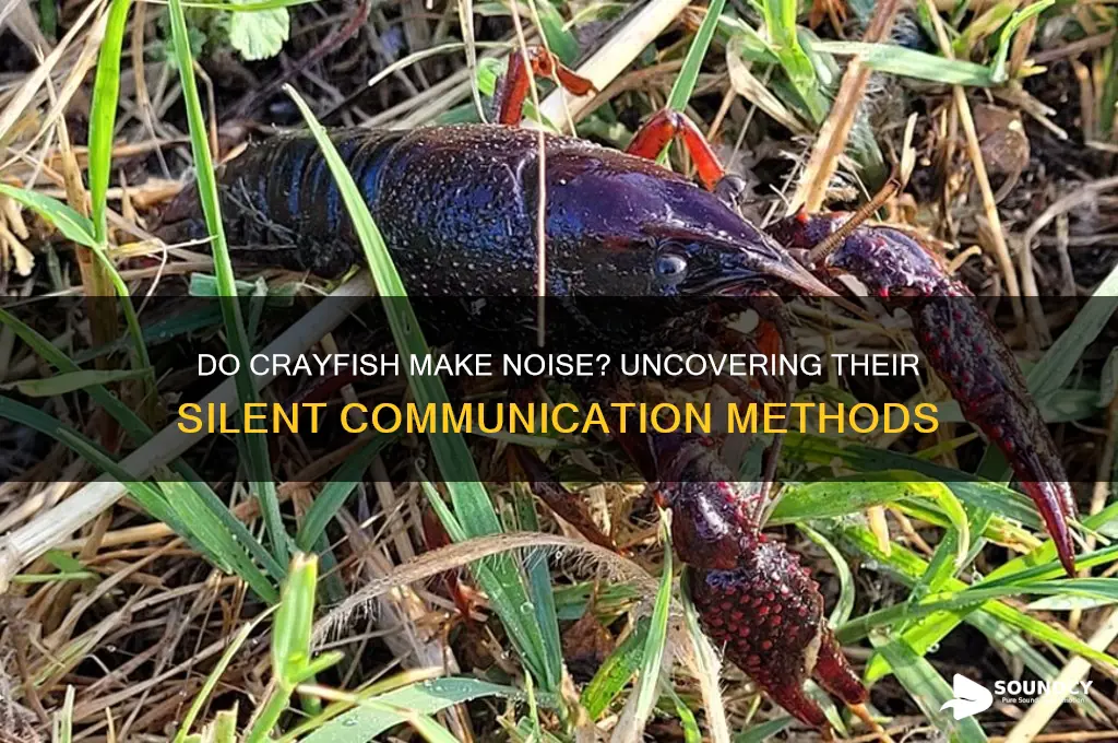 do crayfish make a sound