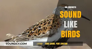 Crickets vs. Birds: Unraveling the Surprising Similarities in Their Sounds