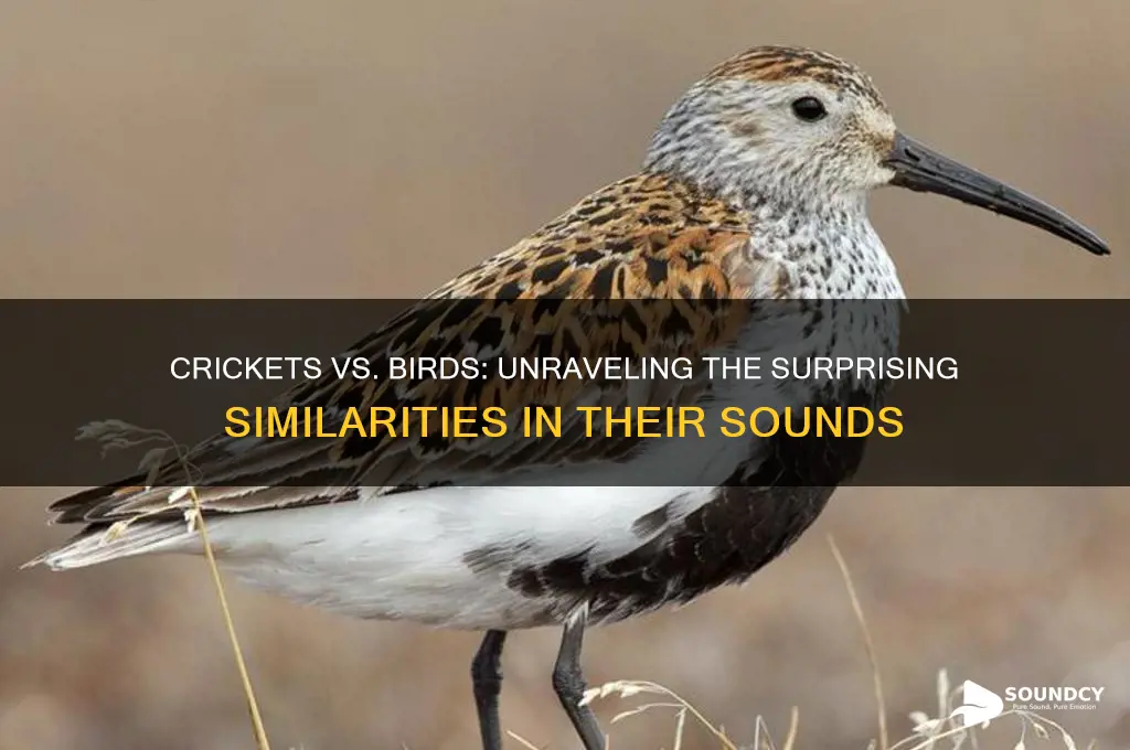 do crickets sound like birds