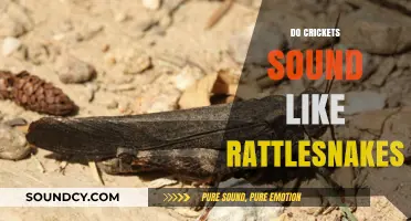 Crickets vs. Rattlesnakes: Unraveling the Surprising Acoustic Similarities