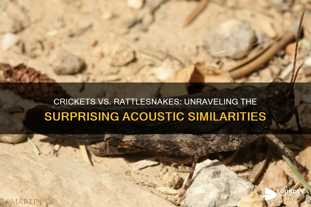 do crickets sound like rattlesnakes