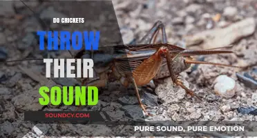 Do Crickets Throw Their Sound? Unraveling the Mystery of Chirping Mechanics
