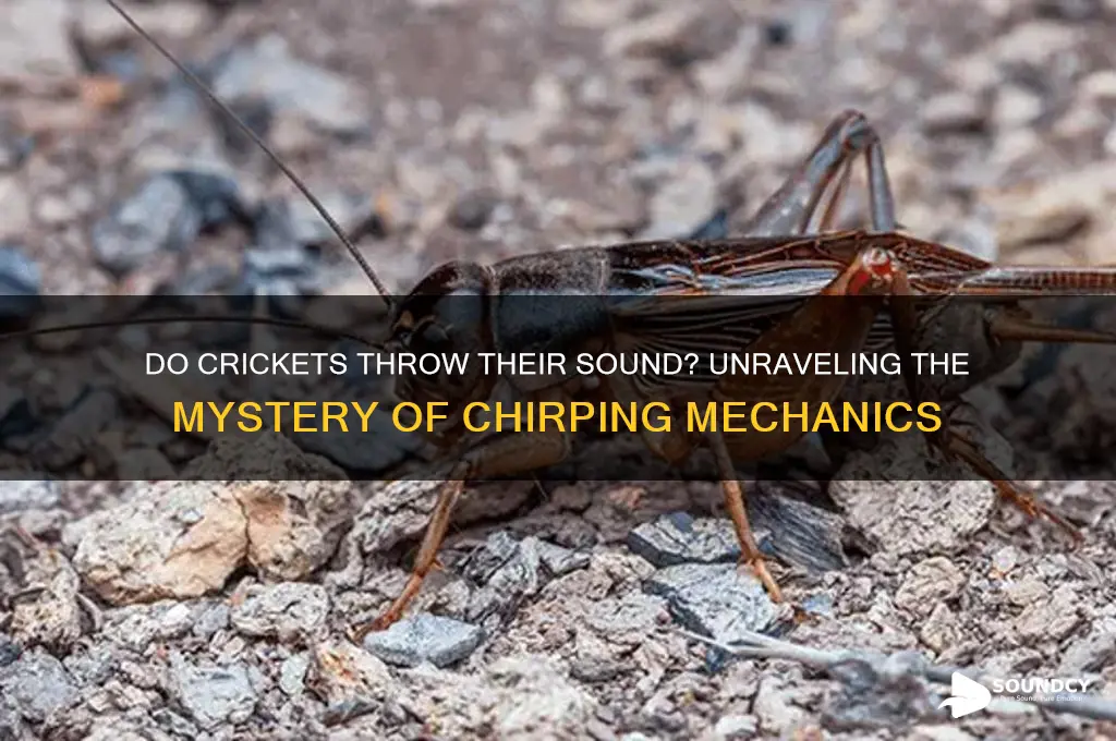 do crickets throw their sound