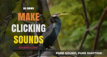 Do Crows Make Clicking Sounds? Unraveling the Mystery of Their Unique Vocalizations