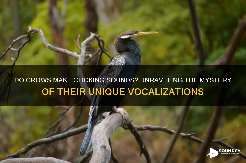 do crows make clicking sounds
