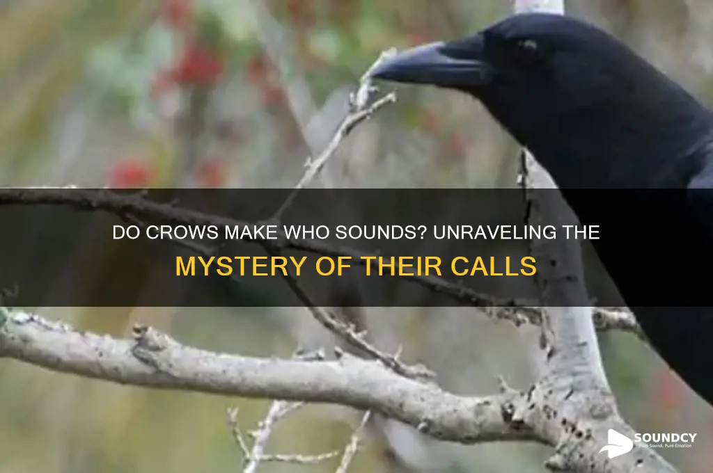 do crows make who sounds