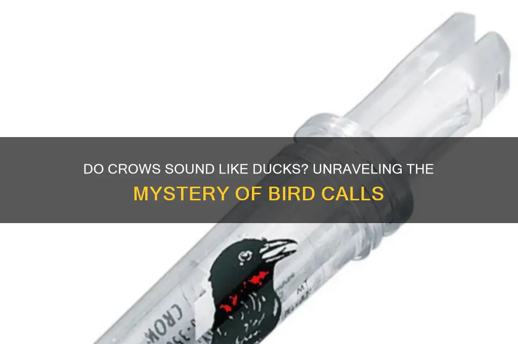 do crows sound like ducks