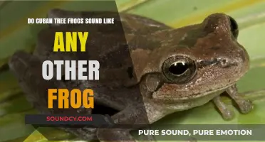 Cuban Tree Frog Calls: Unique or Mimicking Other Amphibians?