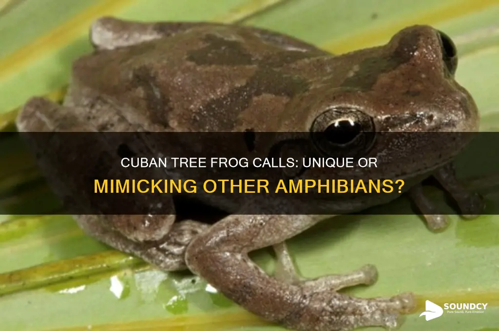 do cuban tree frogs sound like any other frog